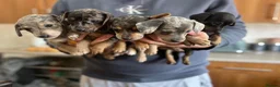 Mixed Breed dogs for sale: Miniature dachshund x Bichon puppies  - Advert 4
