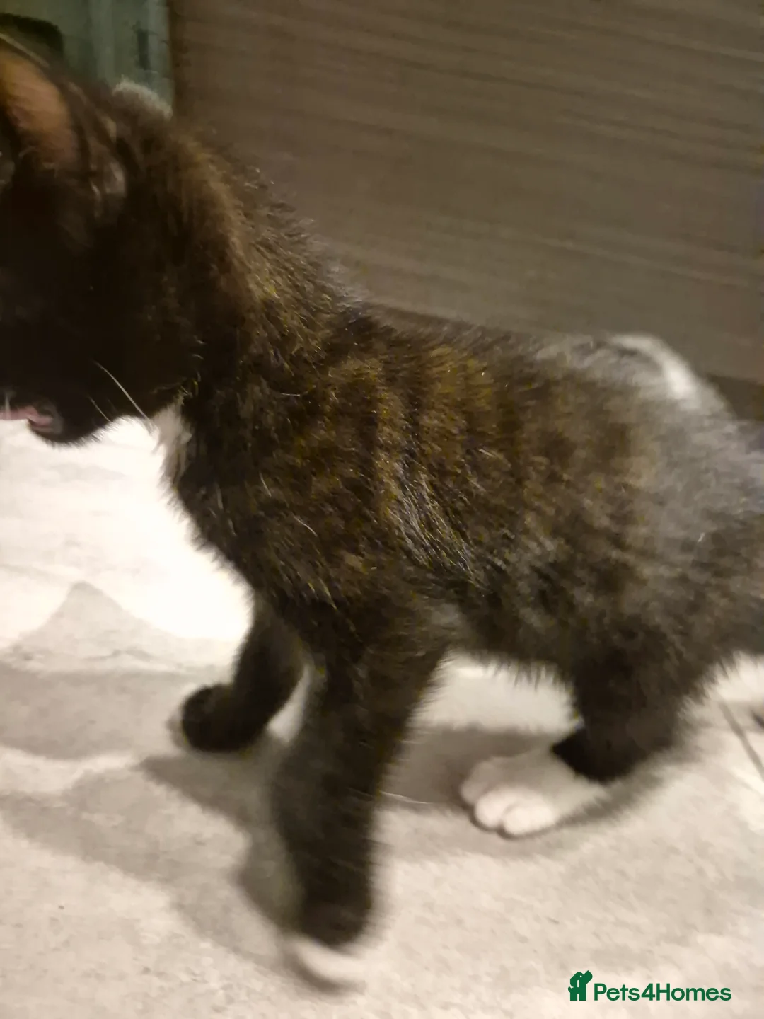 Mixed Breed cats for sale: Beautiful playful kitten need of home - Advert 9