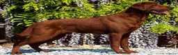 Labrador Retriever dogs for sale: Superb fully health tested fox reds  - Advert 8