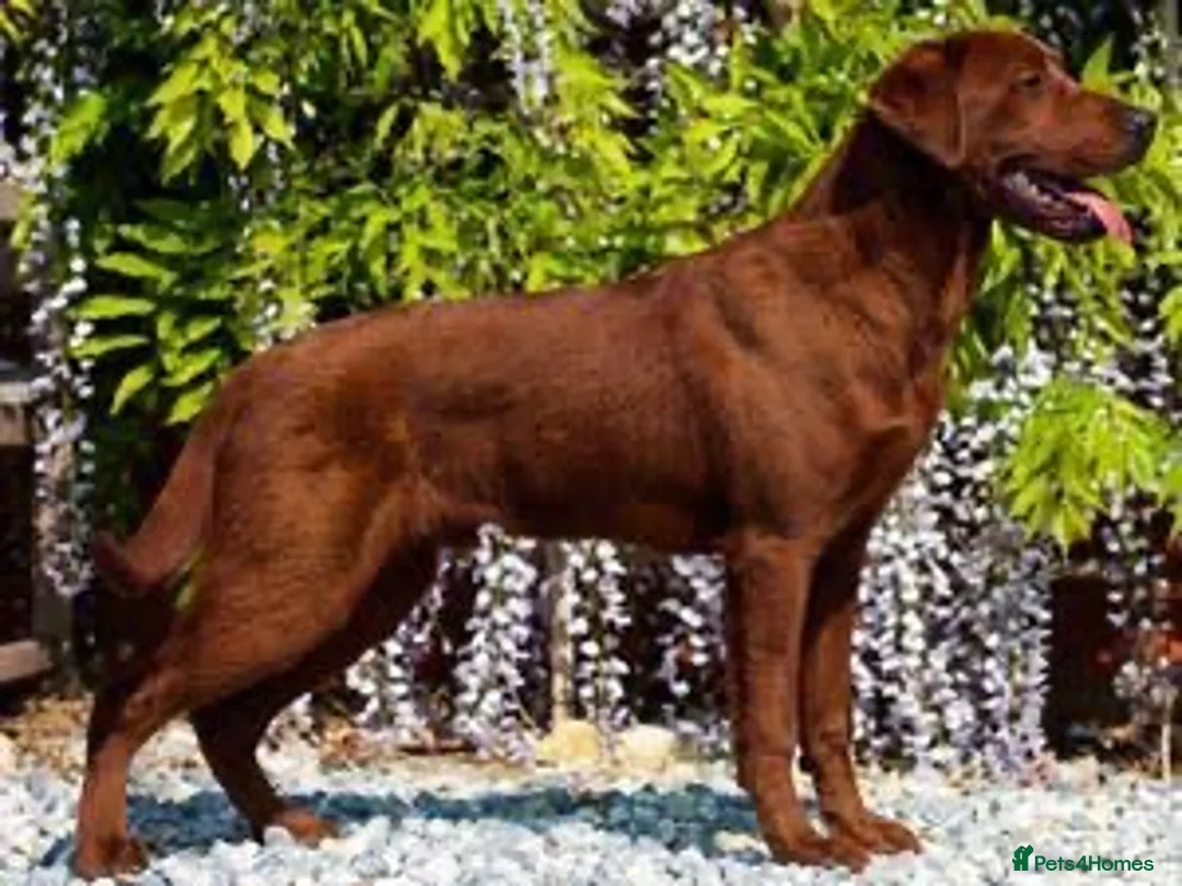 Labrador Retriever dogs for sale: Superb fully health tested fox reds  - Advert 8