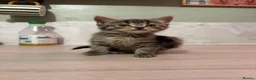 Mixed Breed cats for sale: Kittens  - Advert 9