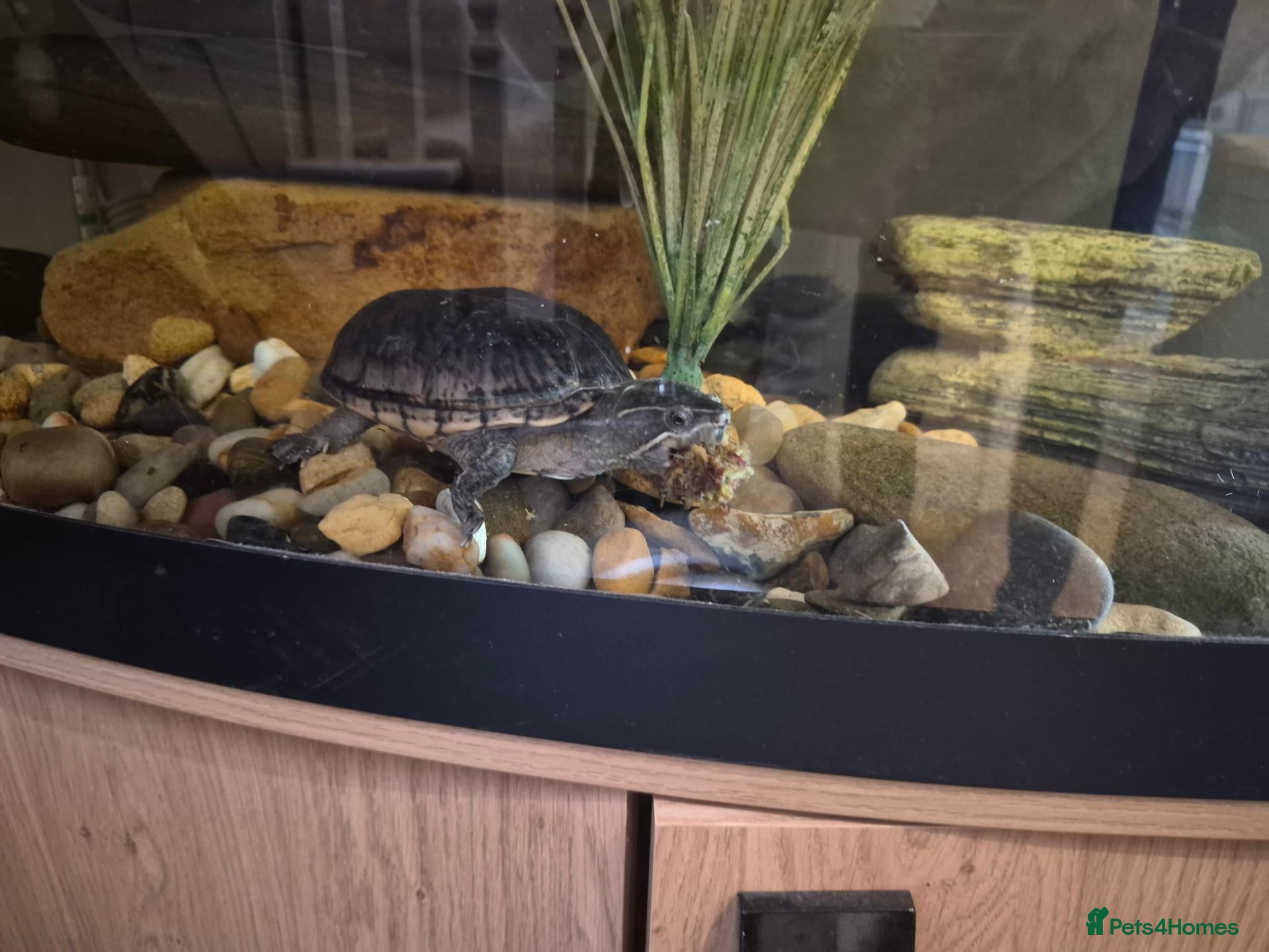 Turtle reptiles Turtle - Advert 9