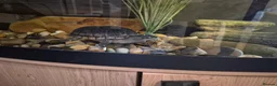 Turtle reptiles for sale: Turtle in Newcastle upon Tyne - Advert 1