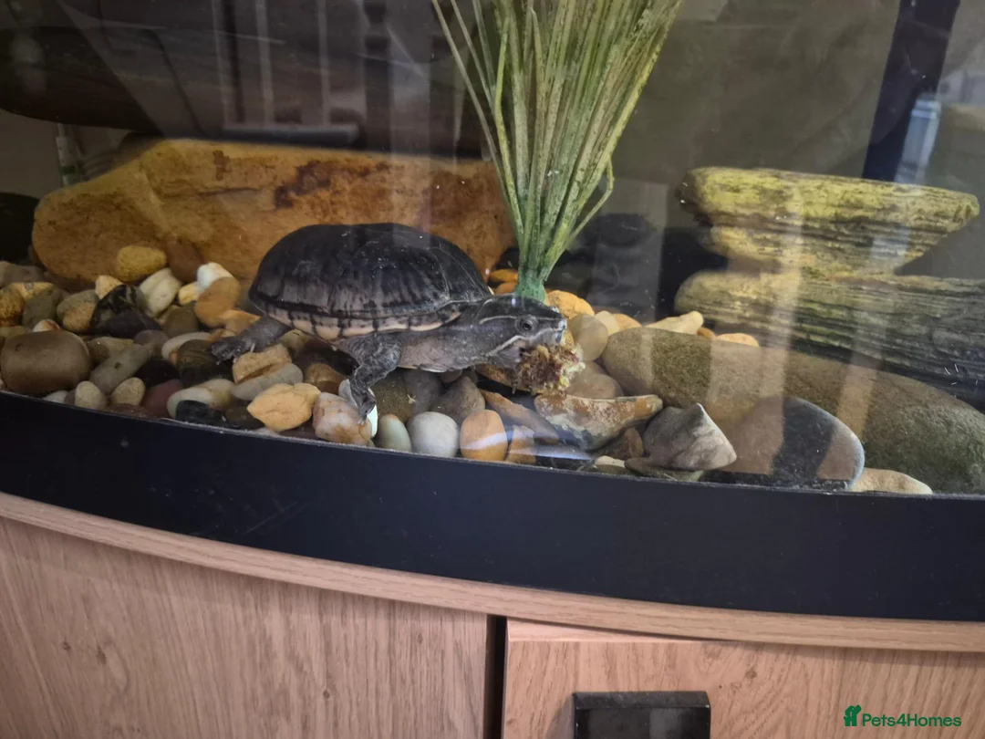 Turtle reptiles for sale: Turtle in Newcastle upon Tyne - Advert 1