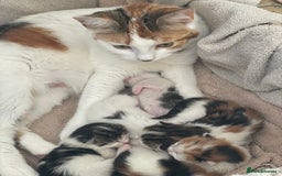 Domestic Shorthair cats for sale: Male Kitten for sale - Advert 5
