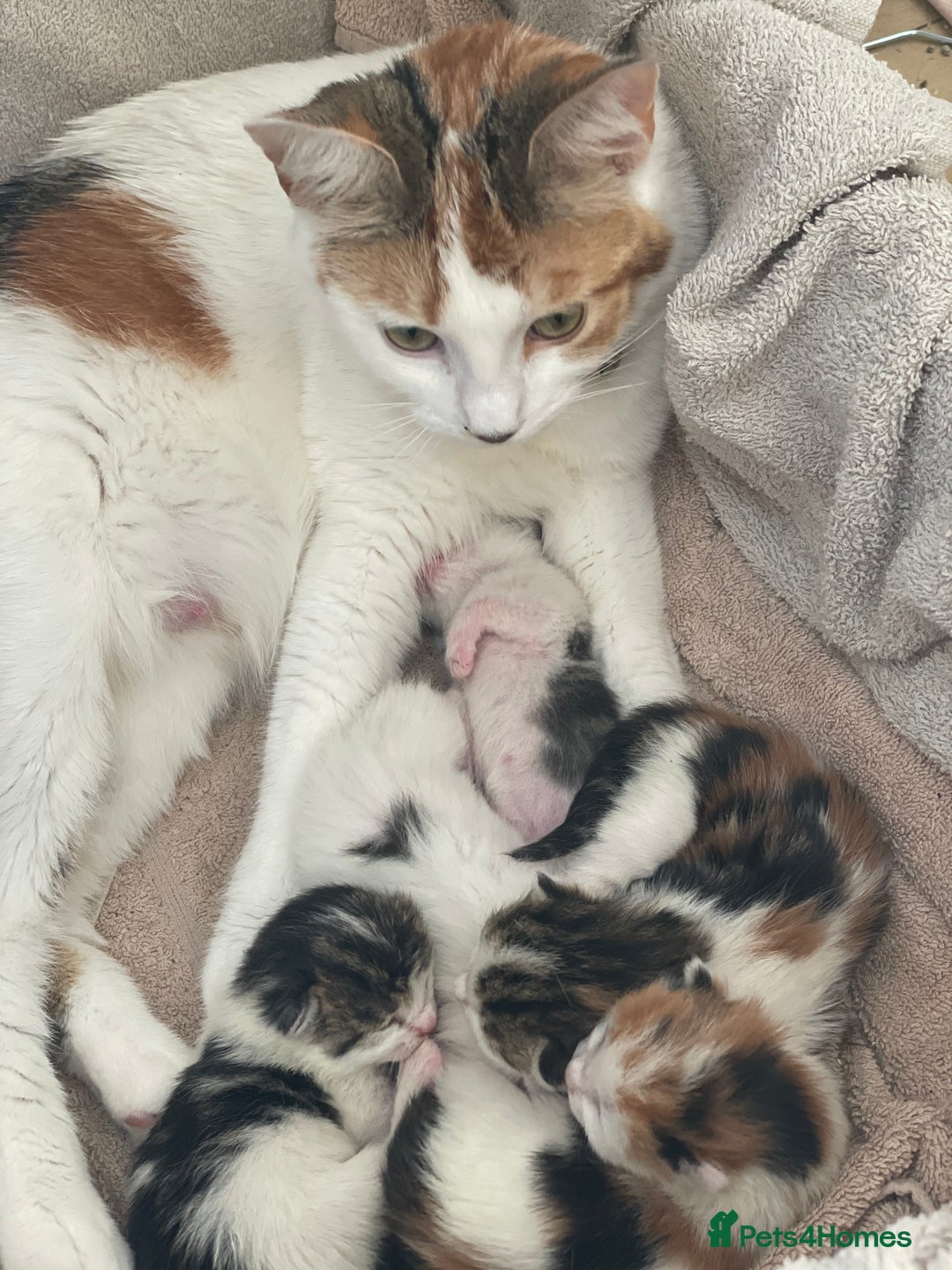 Domestic Shorthair cats for sale: Male Kitten for sale - Advert 5