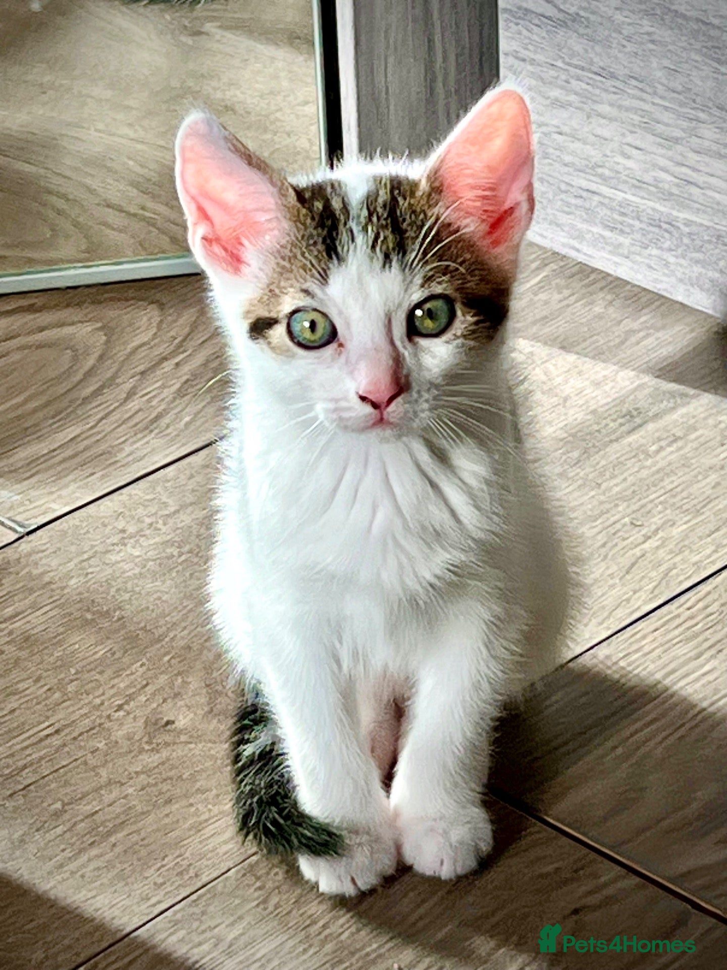 Mixed Breed cats Male Kittens - Ready to Go £130 - Advert 1