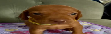Hungarian Vizsla Puppy 2