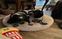 Cocker Spaniel dogs for sale: Stunning KC Show Cocker Spaniels - Image 10