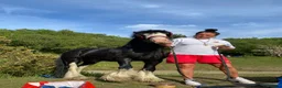 Miniature horses for sale: Prince 💙 - Advert 4