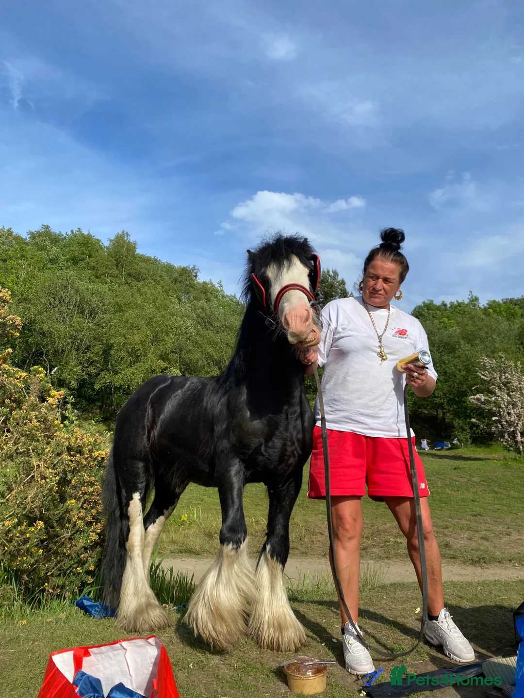 Miniature horses for sale: Prince 💙 - Advert 4
