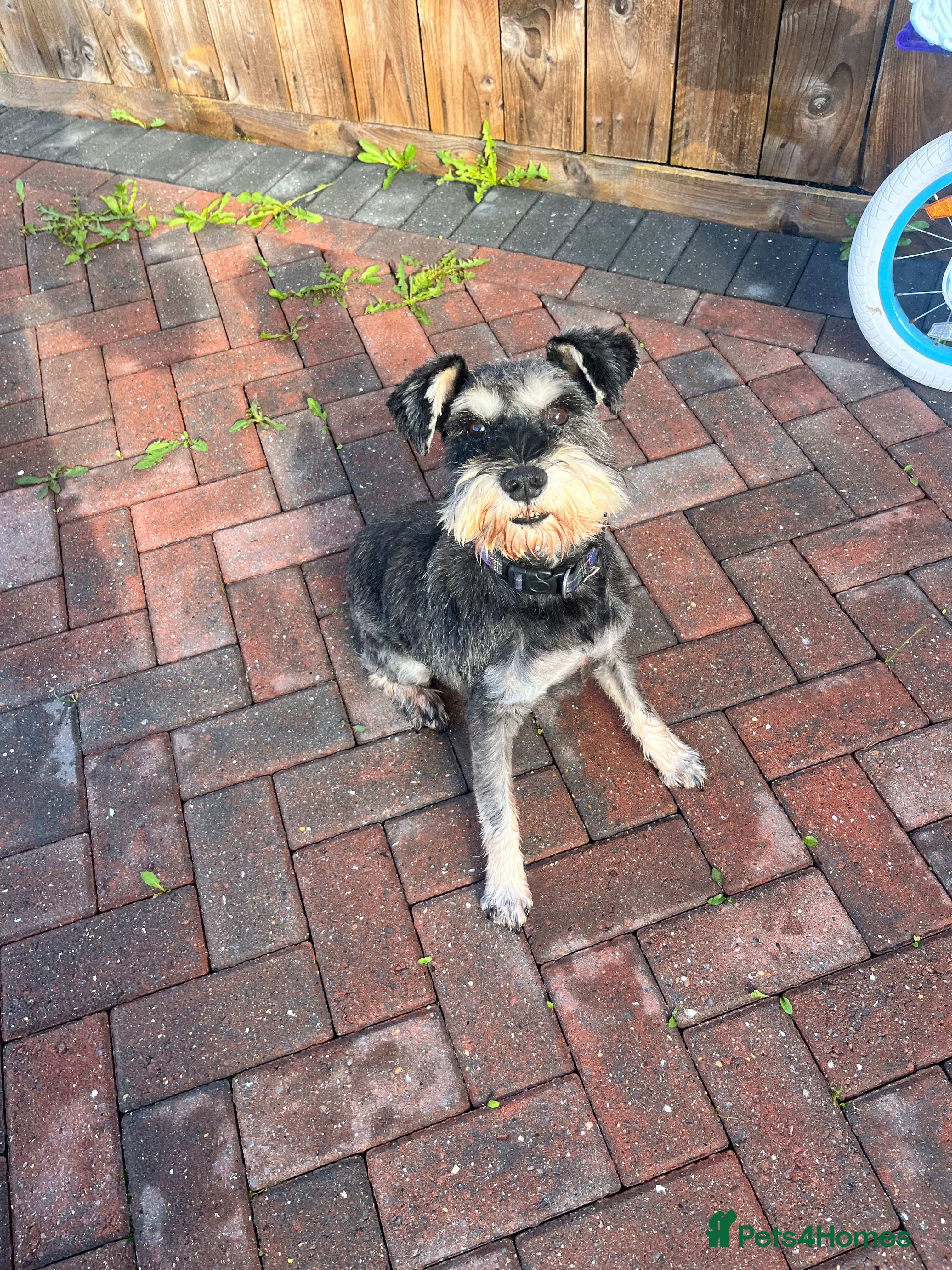 Miniature Schnauzer dogs Miniature schnauzer stud - Advert 1