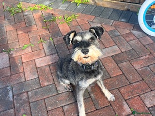 Miniature Schnauzer dogs - Advert 27