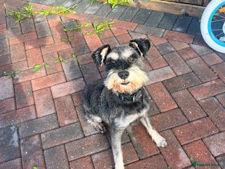 Miniature Schnauzer dogs Miniature schnauzer stud - Advert 3