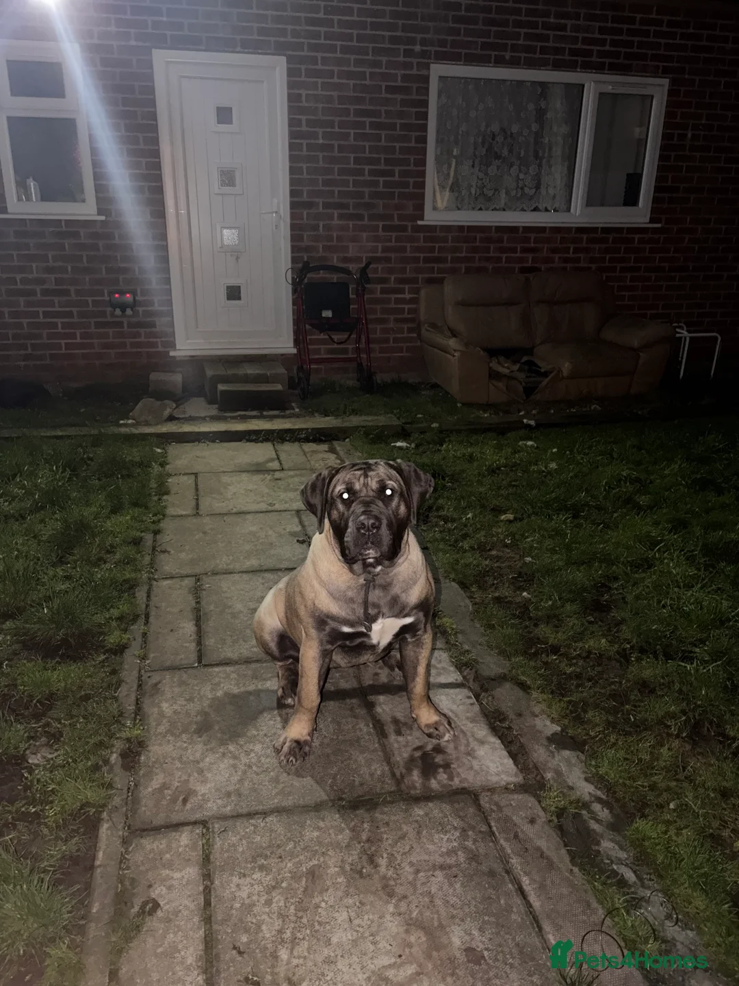 Presa Canario dogs for sale: 9 month old pure breed Presa canario  - Advert 5