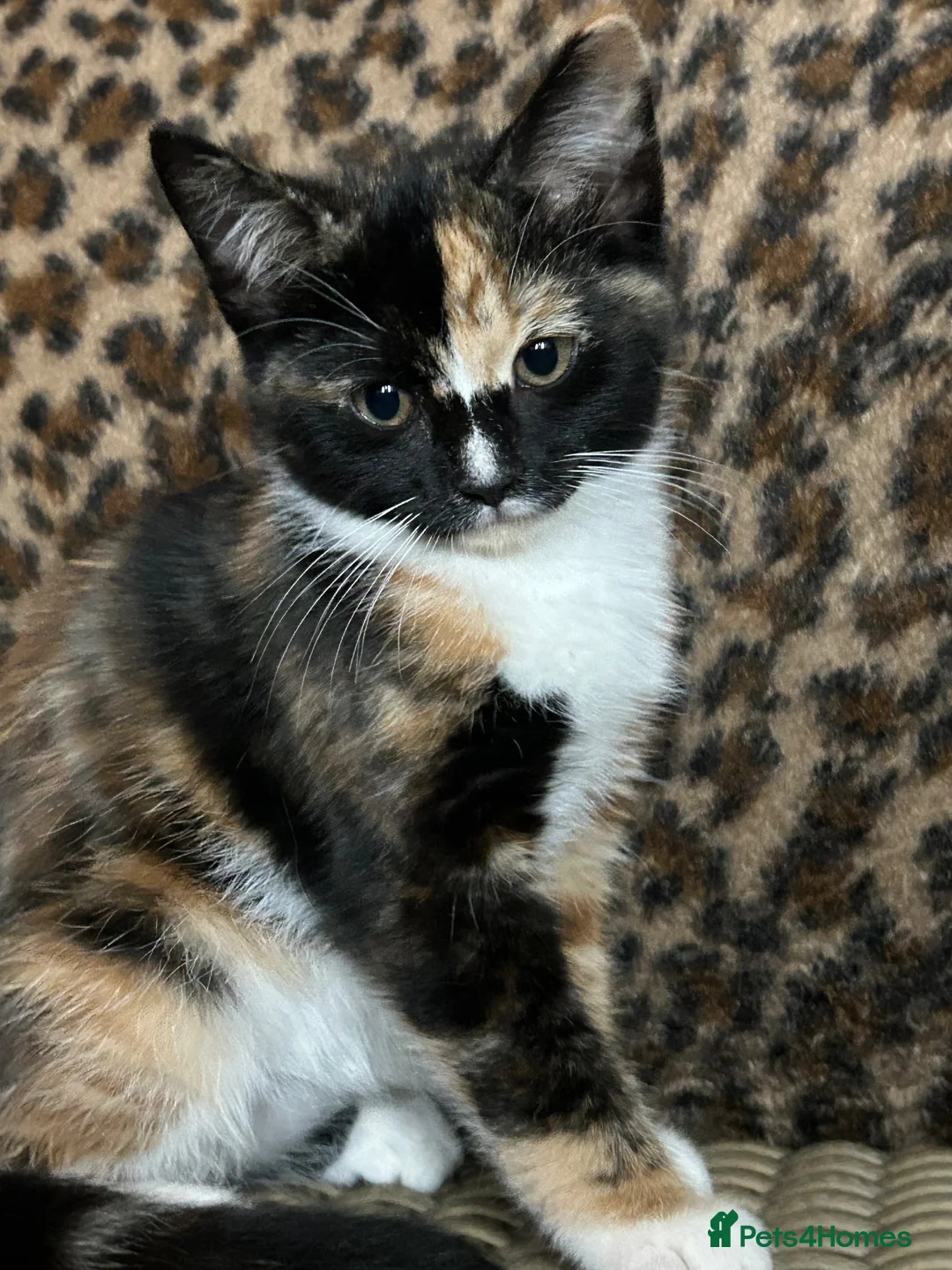 Mixed Breed cats for sale: Gorgeous Fluffy Kittens. Beautiful Little Souls🤍 - Advert 2
