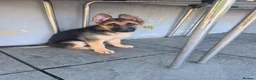 German Shepherd dogs for sale: German Shepherd in Kettering - Advert 6