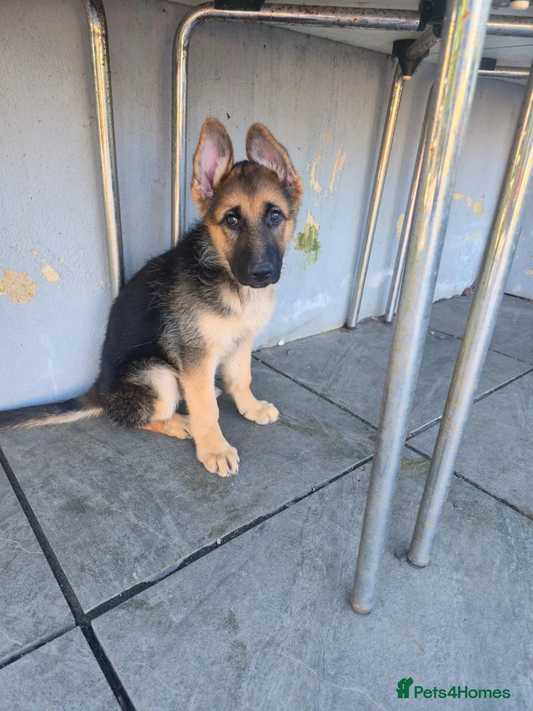German Shepherd dogs for sale: German Shepherd in Kettering - Advert 6