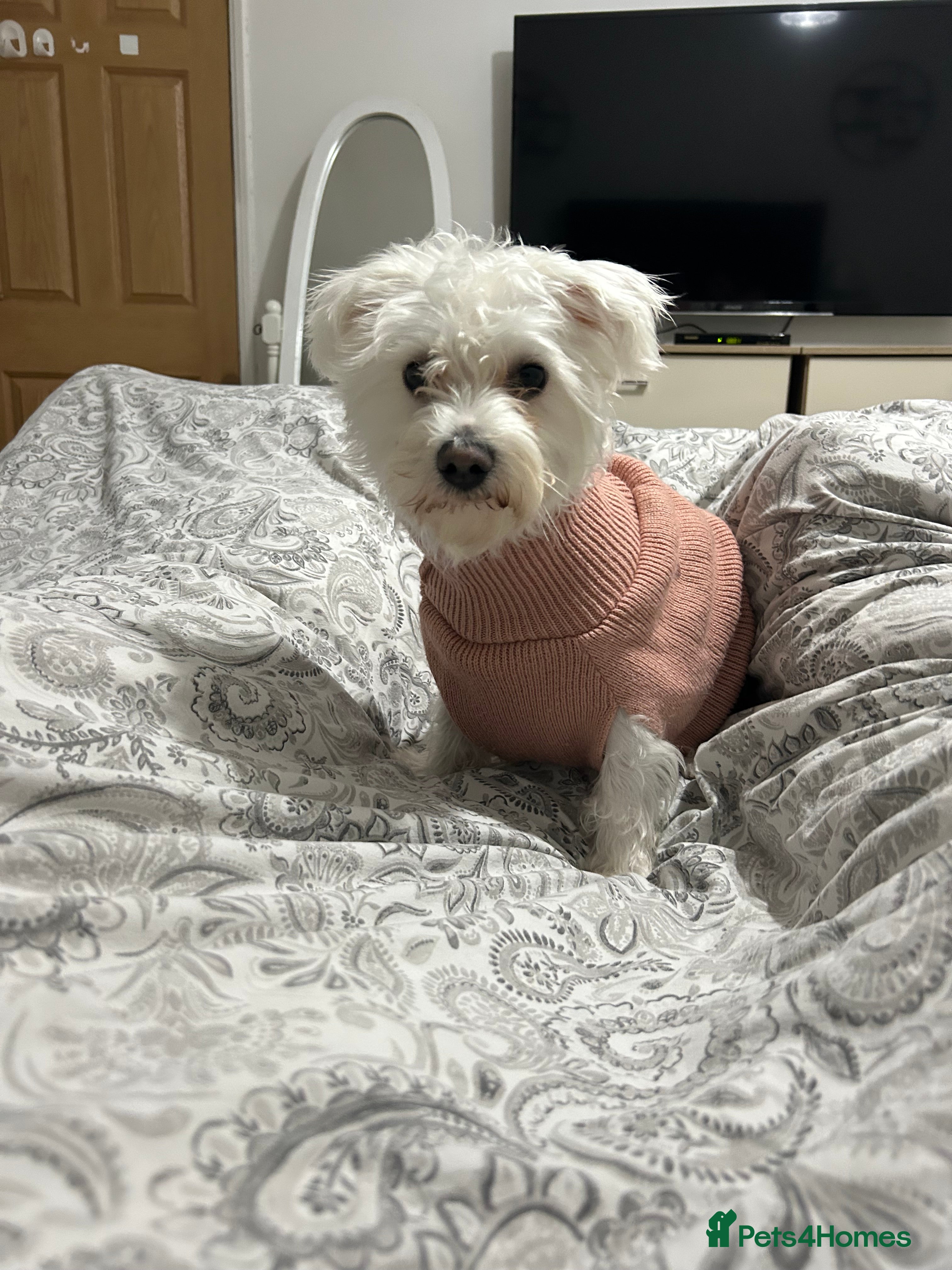 Malshi dogs Lola m - Advert 1