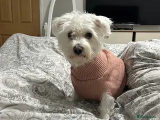 Malshi dogs Lola m - Advert 1