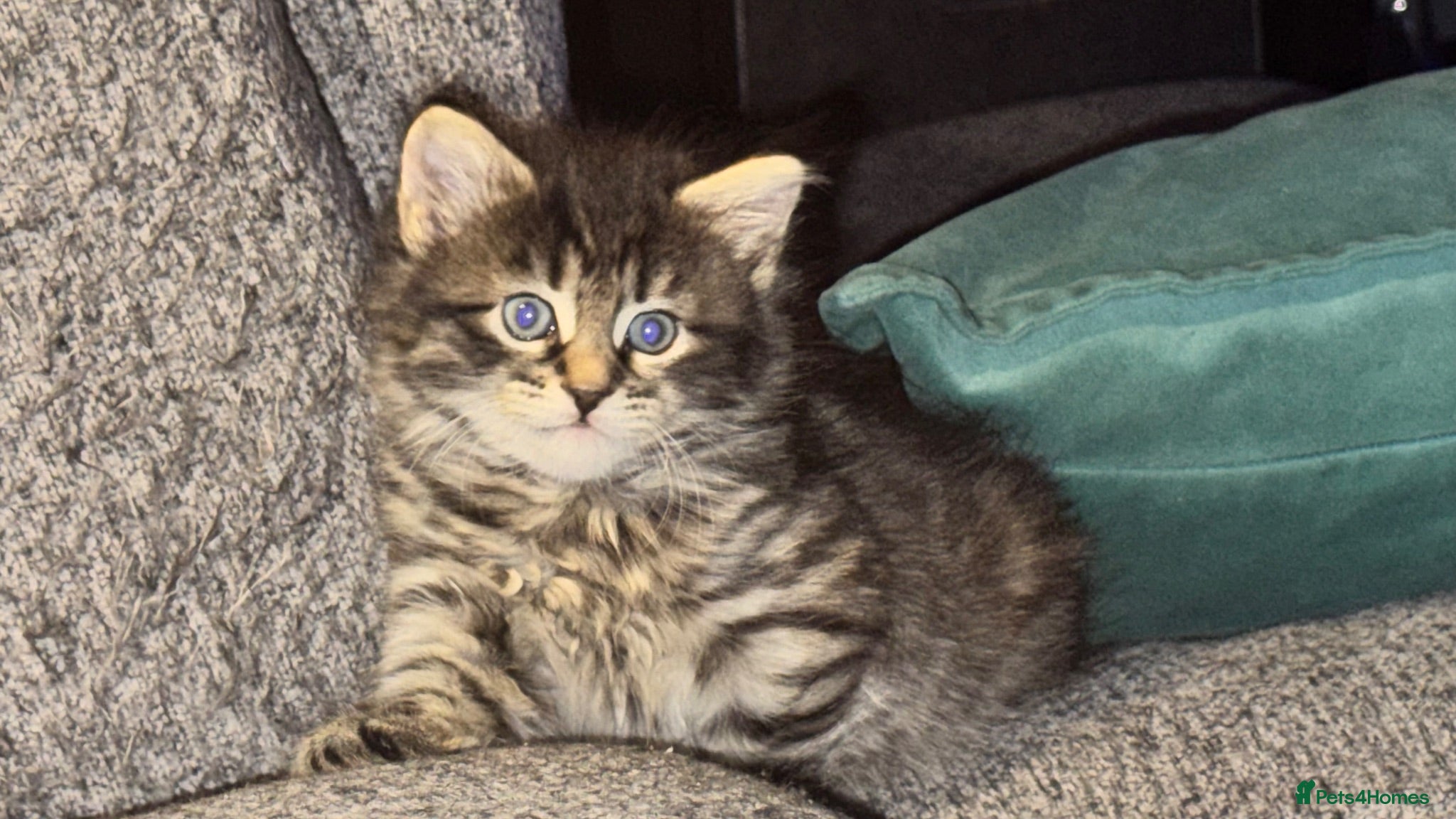 Mixed Breed cats Beautiful 🐈‍⬛ kittens x - Advert 2