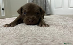 American Bull Staffy dogs for sale: Staffy Bull Puppies - Image 6