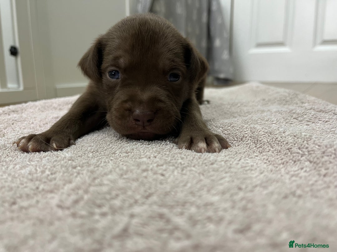 American Bull Staffy dogs for sale: Staffy Bull Puppies - Image 6