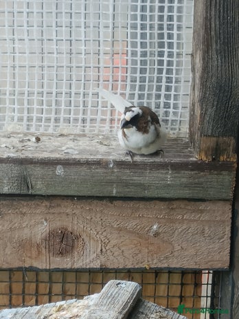 Finches birds - Advert 2