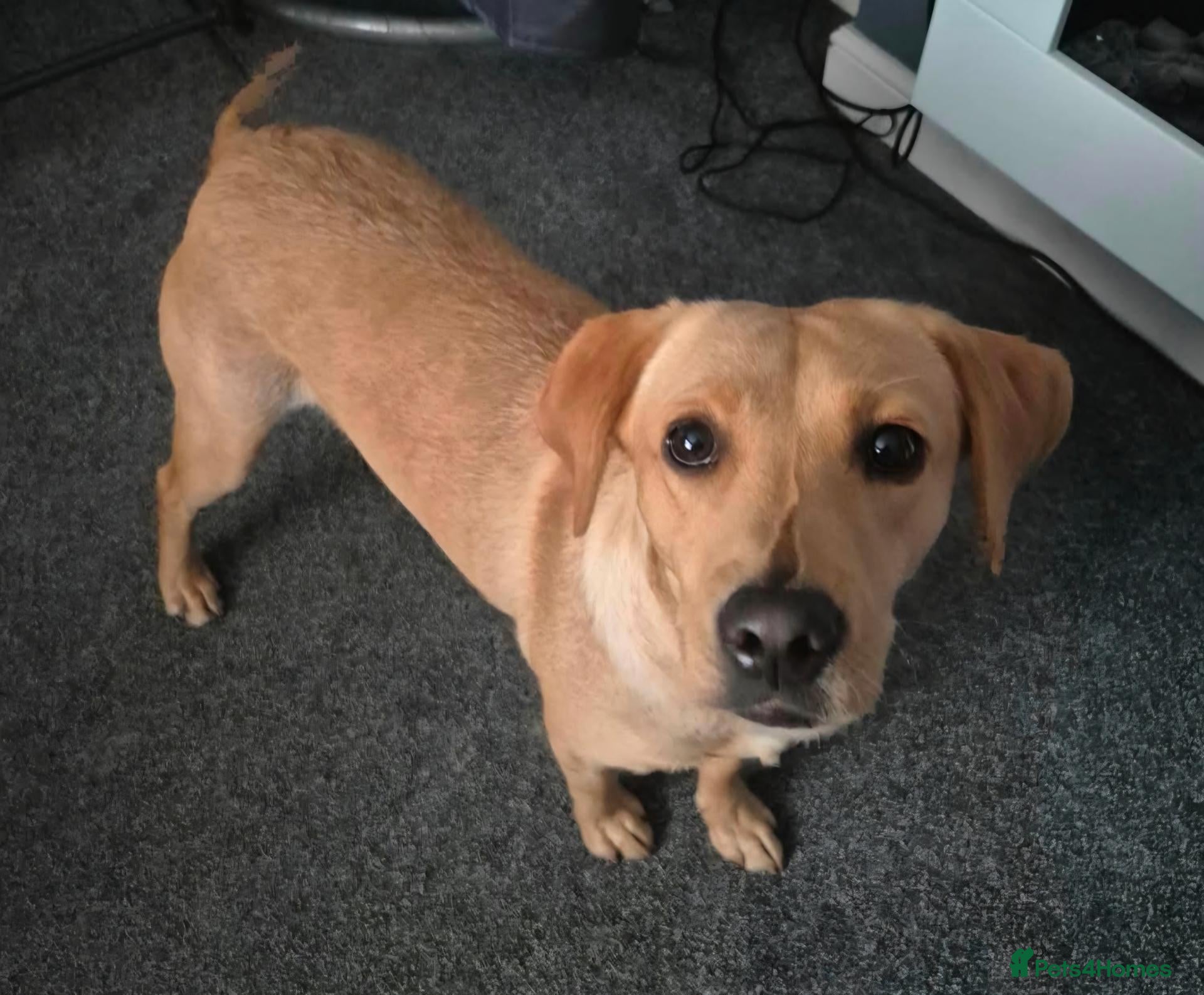 Labrador Retriever dogs Molly - yellow lab - Advert 4