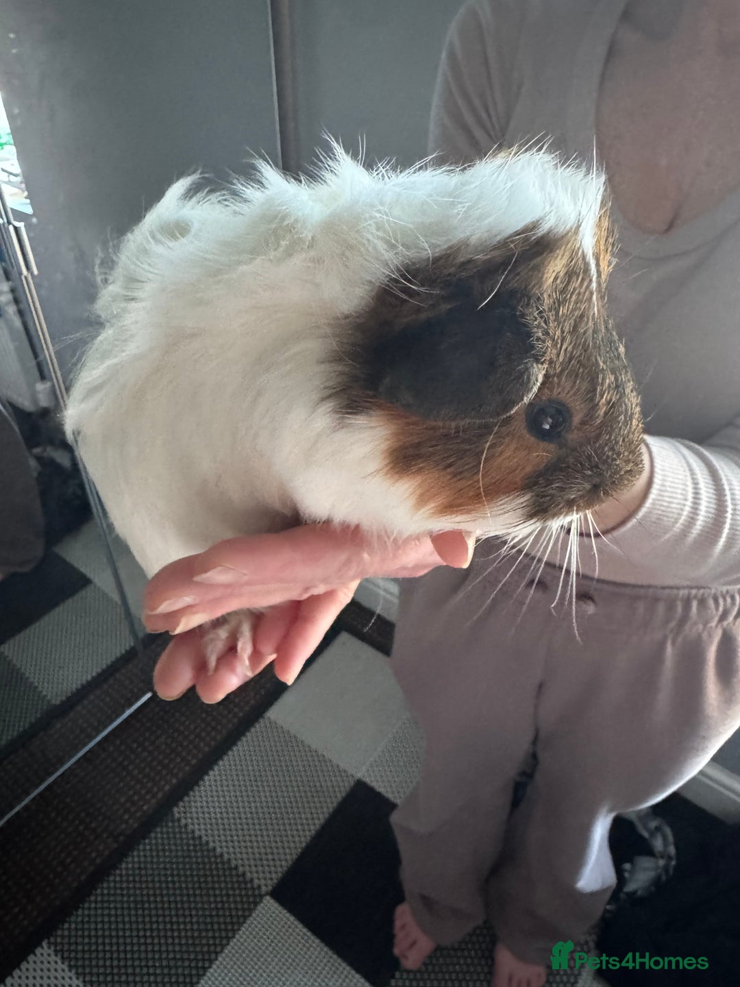 Guinea Pig rodents for sale: 5 cute Guinea pigs for sale *READ DESCRIPTION* - Advert 8