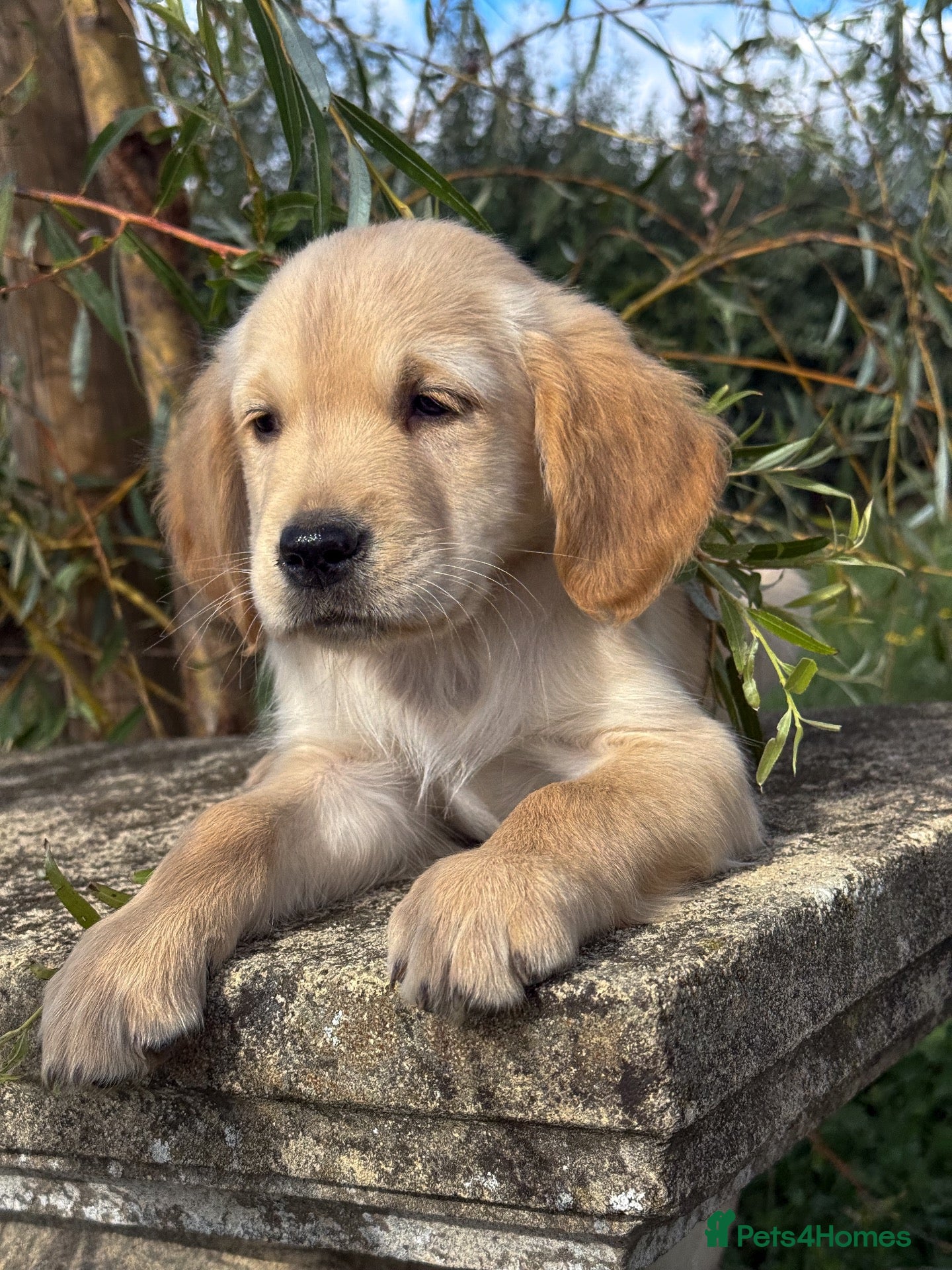 Golden Retriever dogs Beautiful Soft Gentle Golden Retrievers  - Advert 1