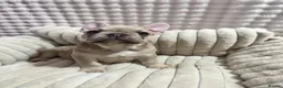 French Bulldog dogs for sale: French bulldog puppies - Advert 14