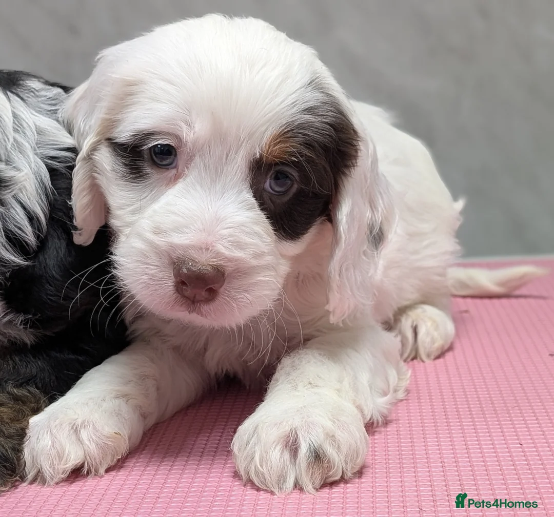 Cockapoo dogs for sale: Licensed breeder, health tested F1 cockapoo pups - Advert 25