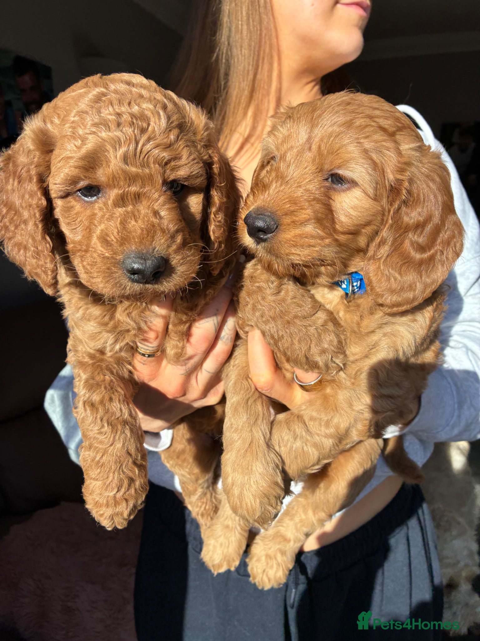 Mini Goldendoodle dogs F2 golden doodle puppies - Advert 2