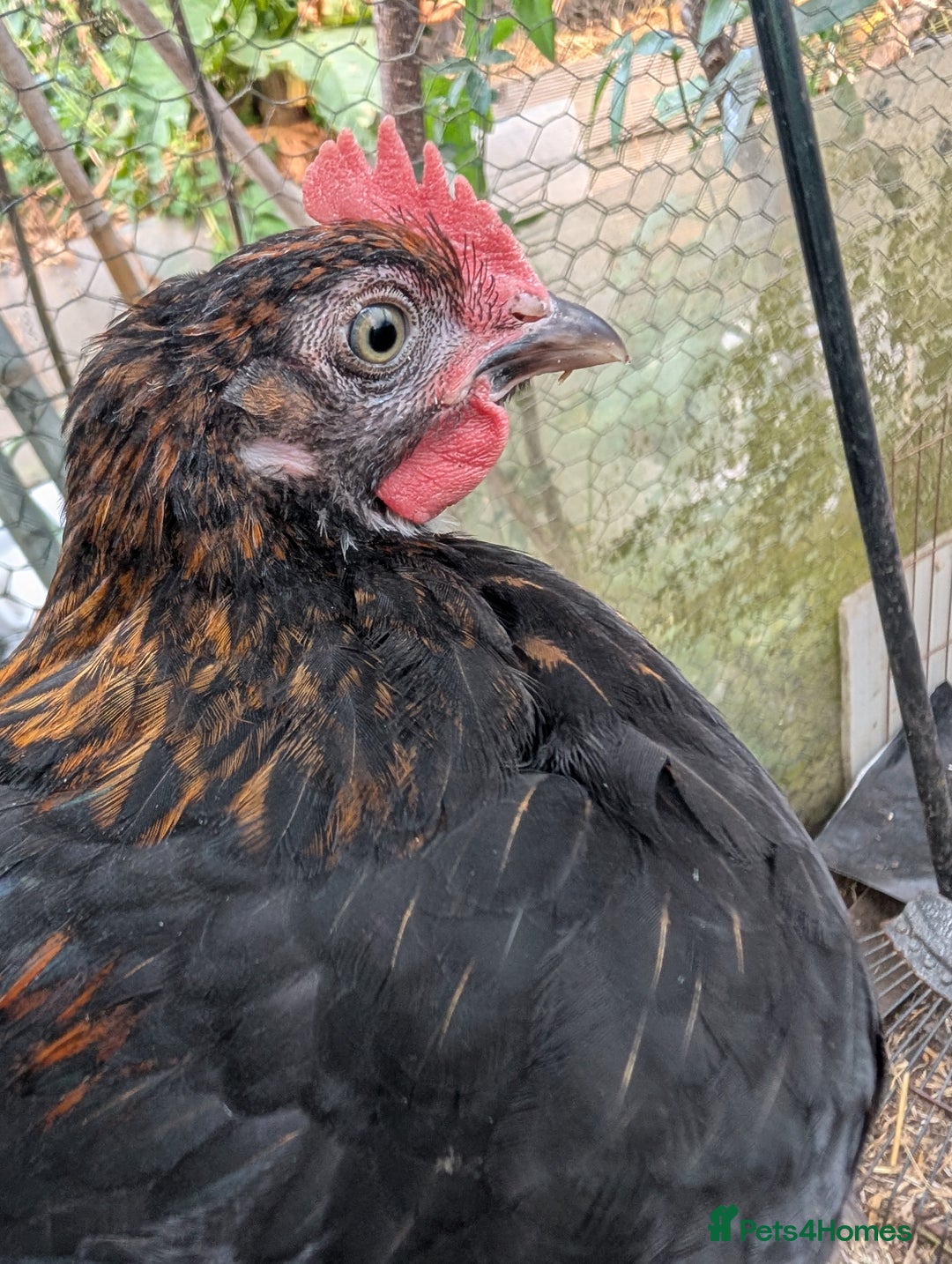 Chickens poultry for sale: Olive egger/Black copper marans cockerel  - Image 2