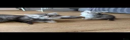 Persian cats for sale: Persian silver kittens 🩷 - Advert 19