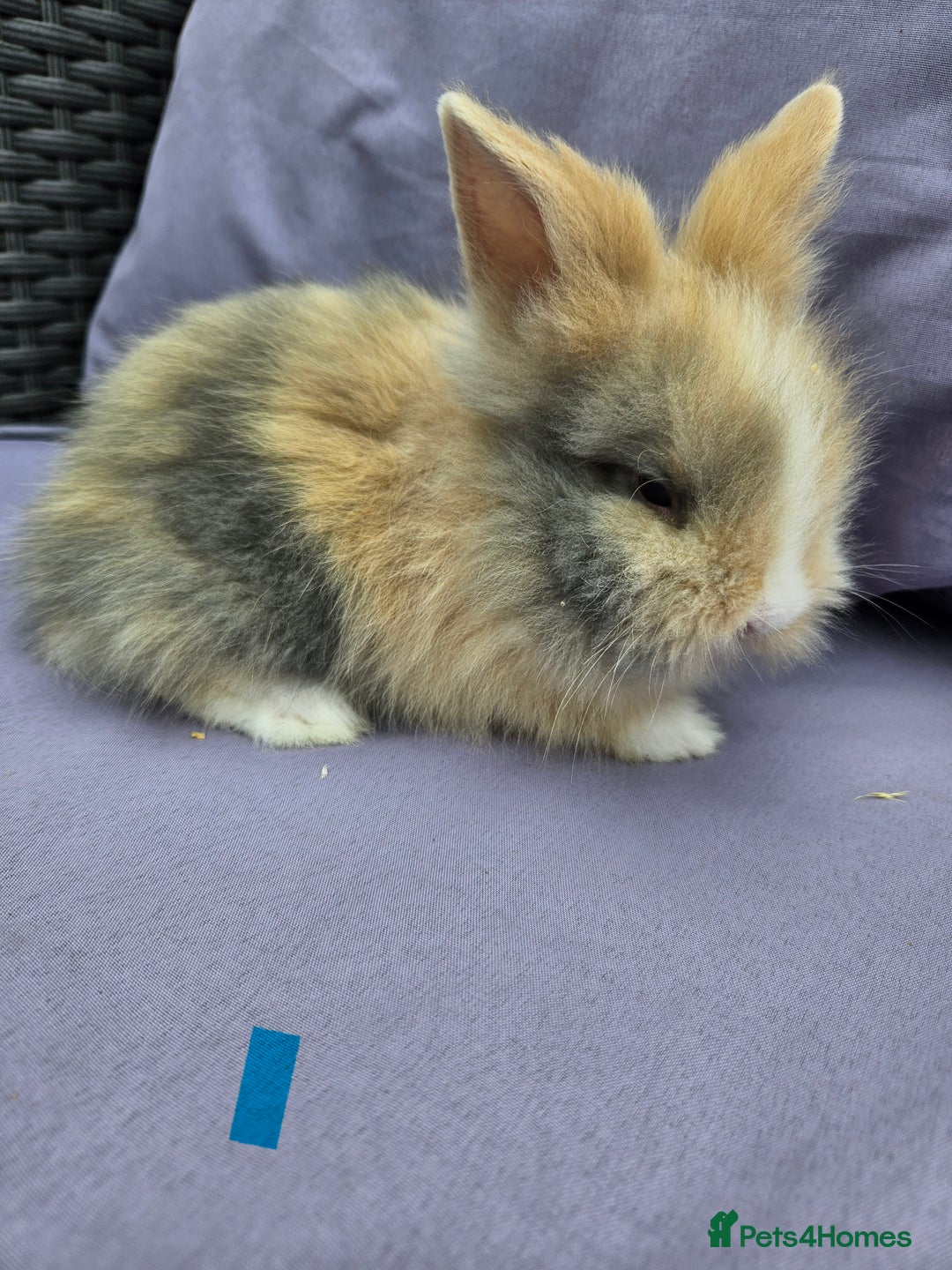 Lionhead rabbits for sale: Lionhead rabbits  - Image 2