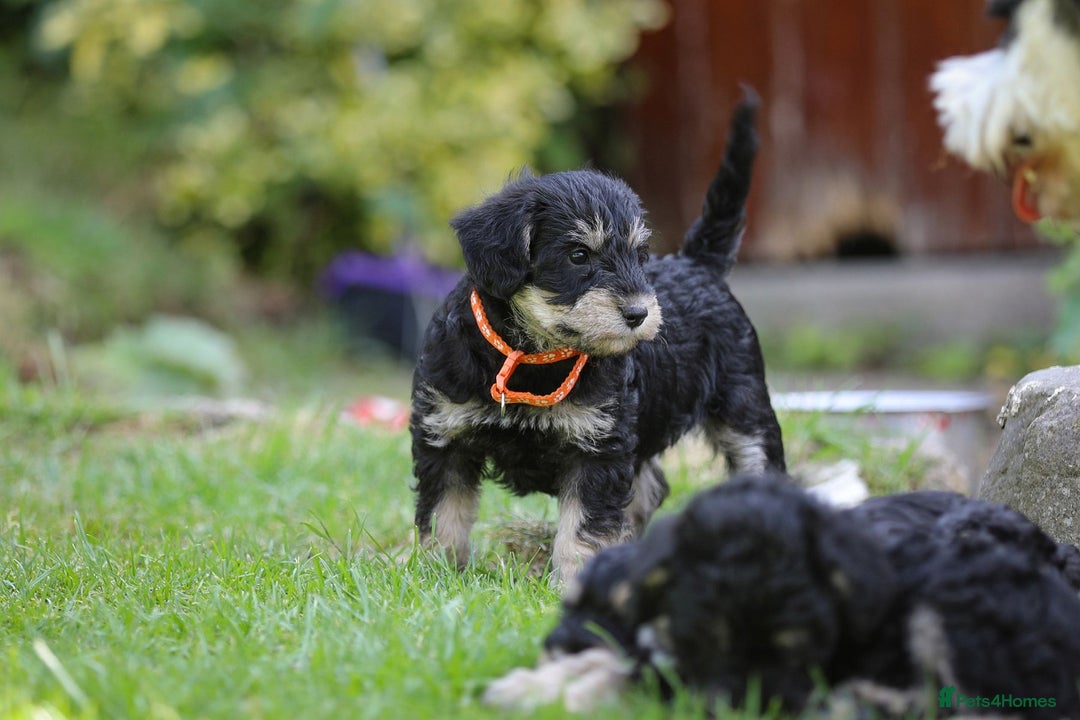 Mixed Breed dogs for sale: Schnoodle Puppies - Image 11