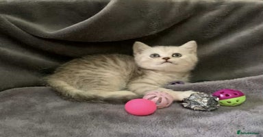 British Longhair cats in Bournemouth - Advert 3