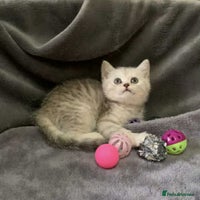 British Longhair cats in Bournemouth - Advert 5