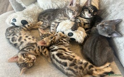 Bengal cats for sale: Stunning Bengal Kittens - TICA Registered - Image 9