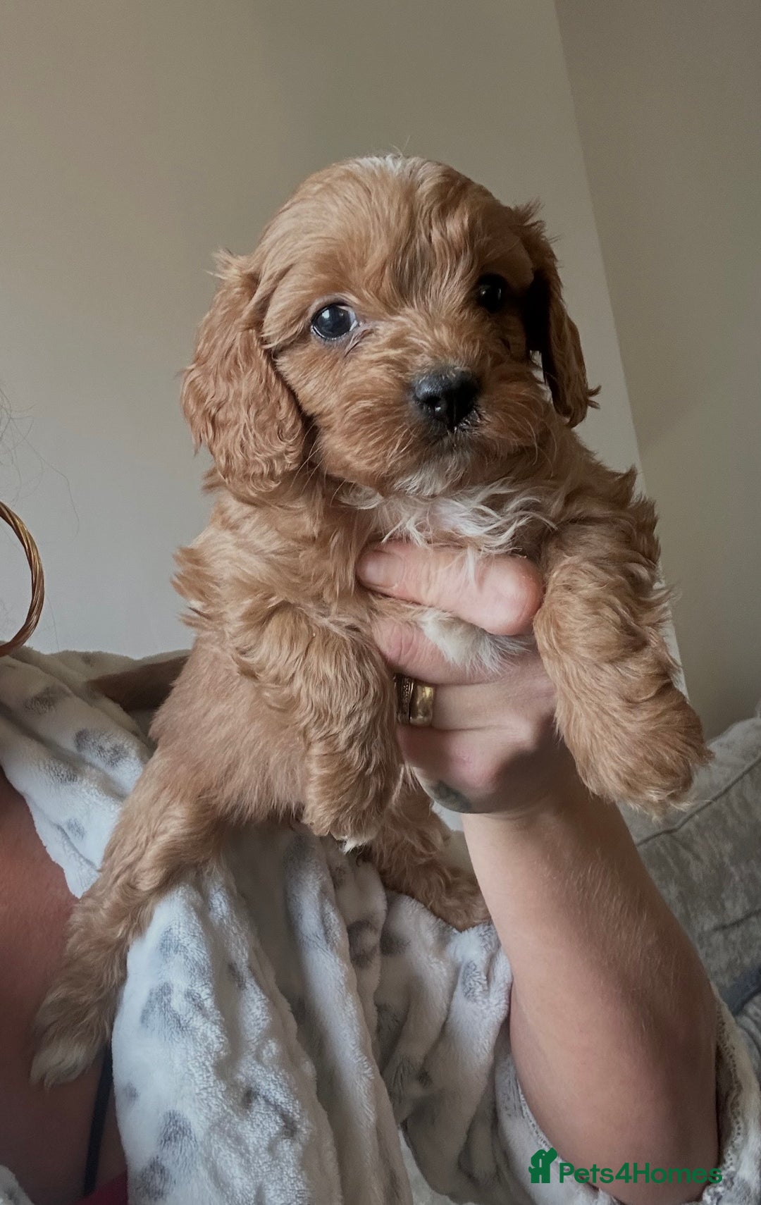 Cavapoo dogs for sale: Fully health tested Cavapoos’s  - Advert 13