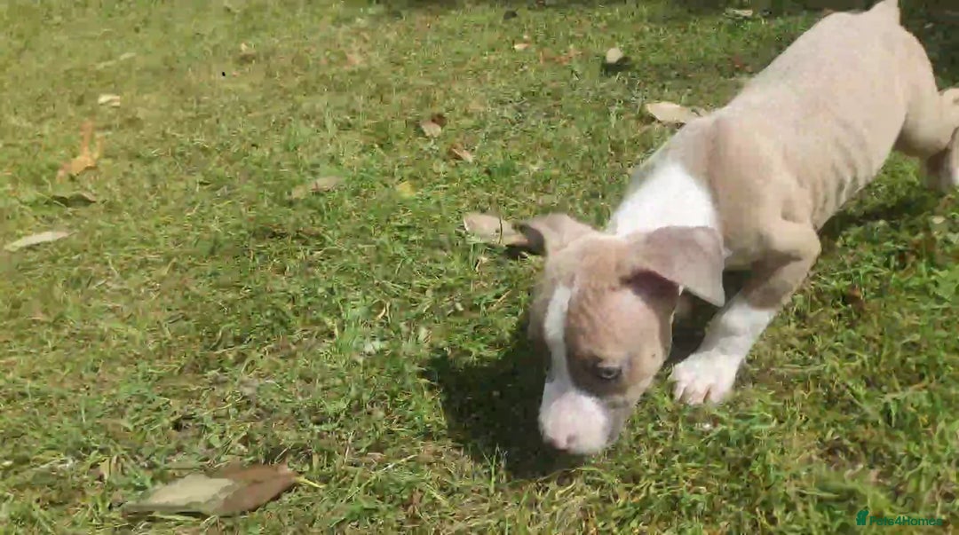 Mixed Breed dogs for sale: Bullbermans Looking for something different???  in Slough - Image 26