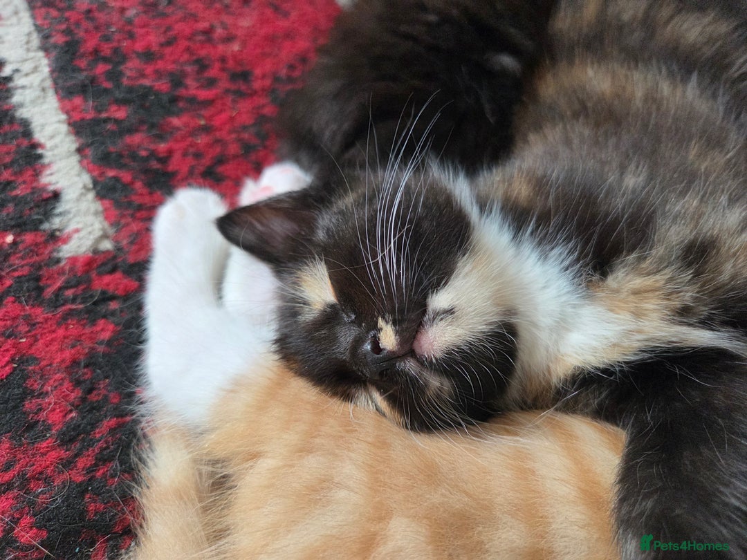 Mixed Breed cats for sale: Kittens ready 26th Aug - Image 3