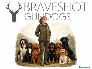 English Springer Spaniel dogs PROVEN STUD - Advert 5