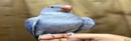 Ringnecks birds for sale: Baby Ringneck - Advert 4