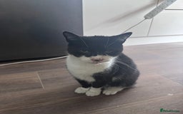 Mixed Breed cats for sale: X2 male cats Batman & Blacky - Image 18