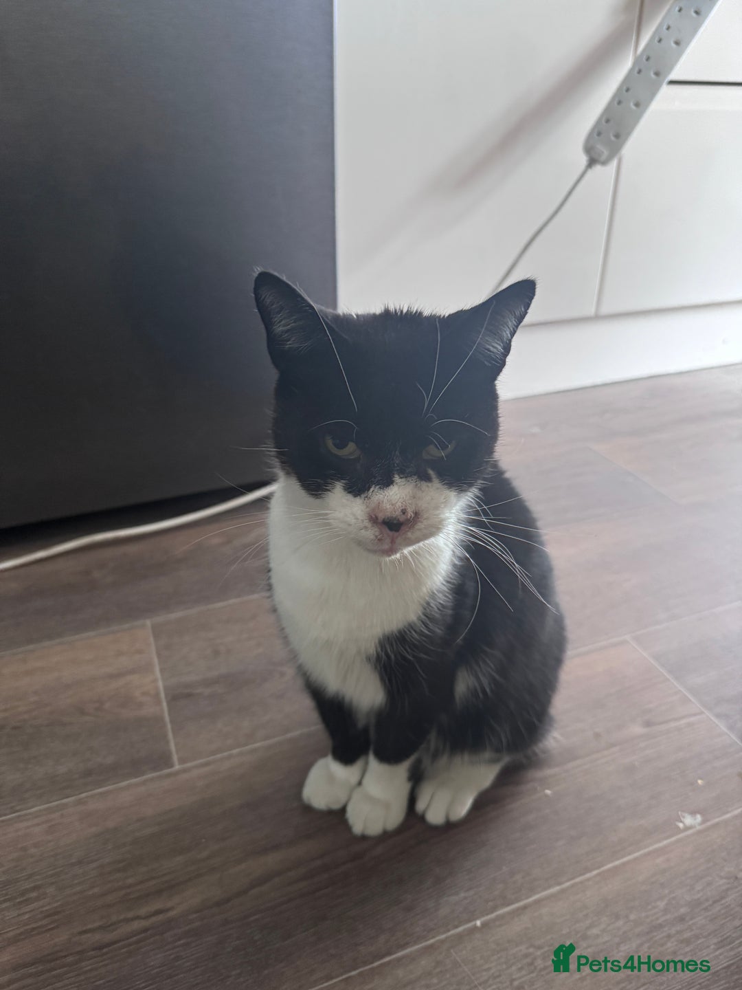Mixed Breed cats for sale: X2 male cats Batman & Blacky - Image 18