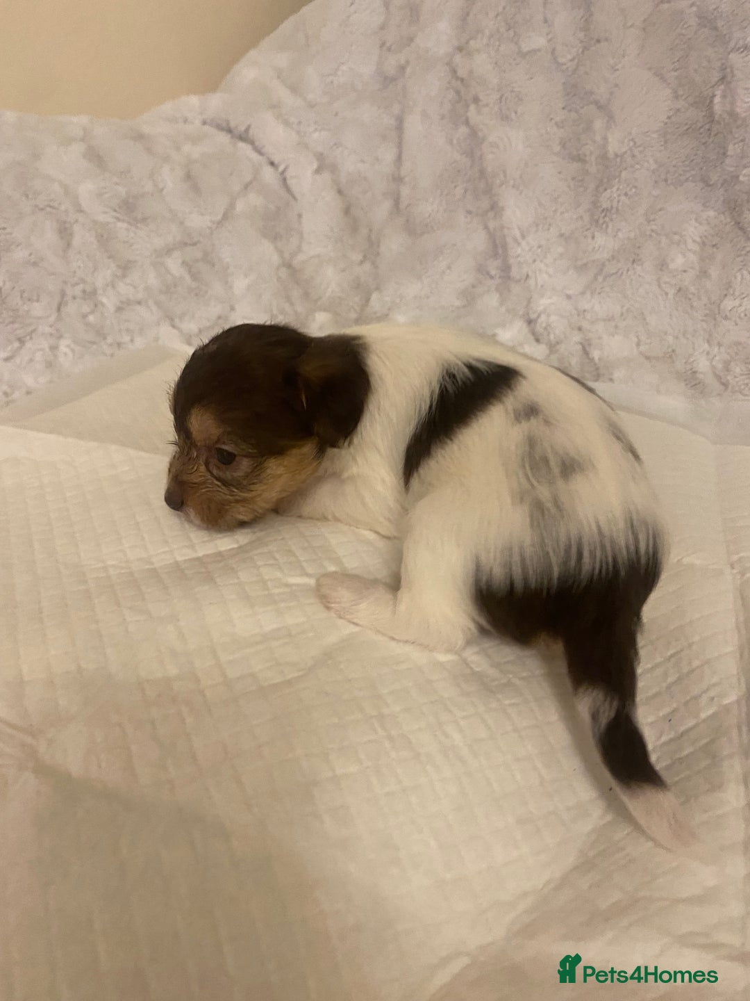 Jackapoo dogs for sale: Jackapoo puppies  - Advert 21