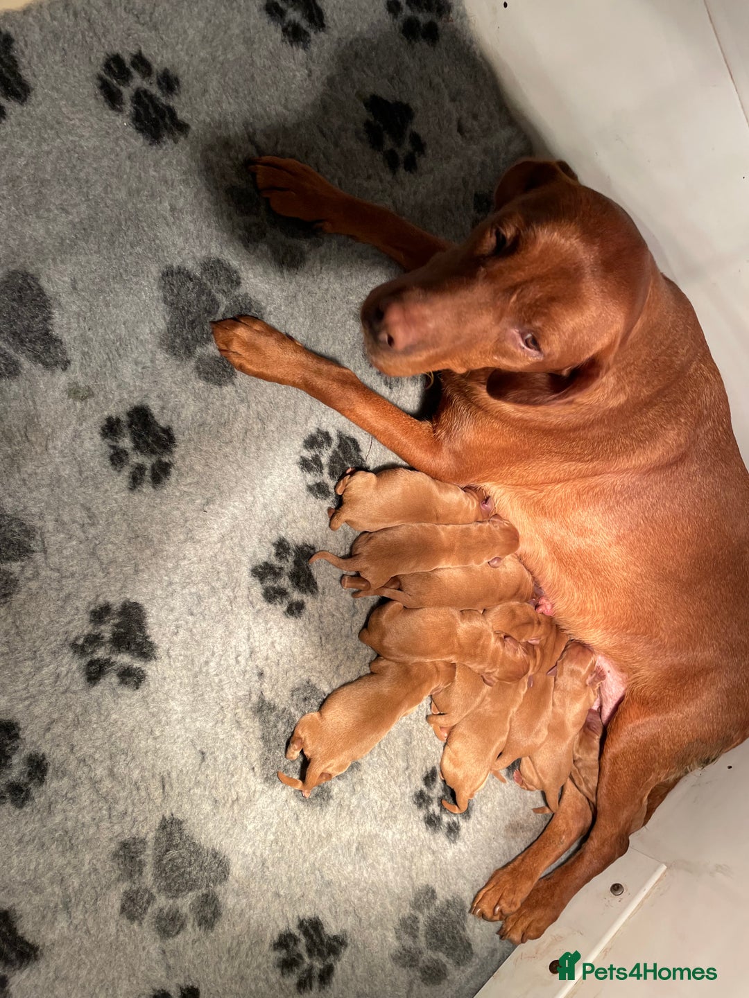 Labrador Retriever dogs for sale: Fox Red Labrador Pups For Sale - Advert 5